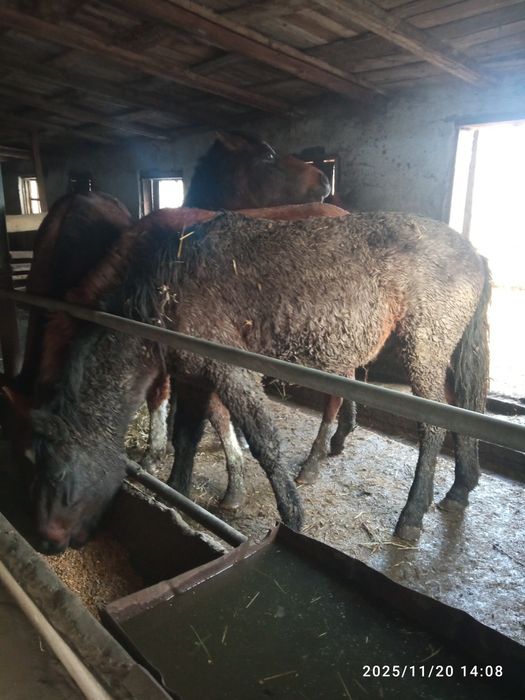 Продам жеребца справный.