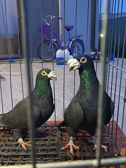 vând porumbei voiajori italie si duduros