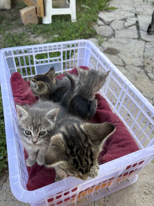 Отдам Котят в Добрые руки