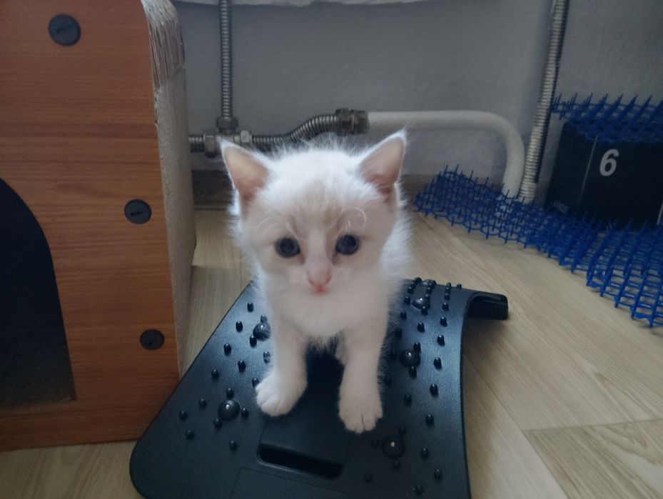 Котенок ищет дом