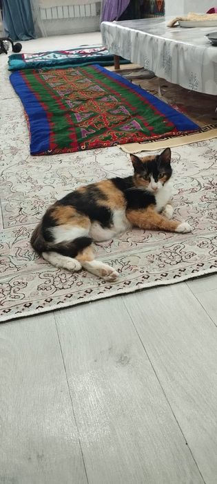 Отдам котят в хорошие  руки