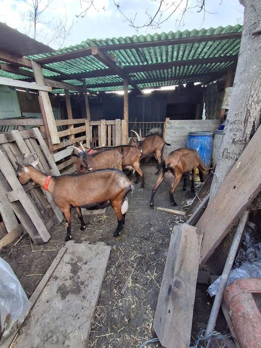 De vînzare capre alpine