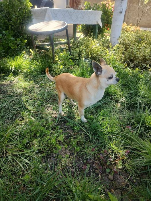 Чихуа-мини пинчер