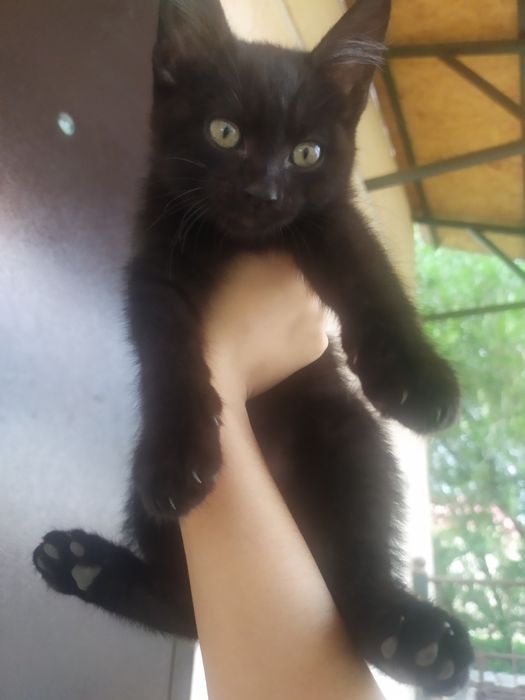 Котенок ищет дом