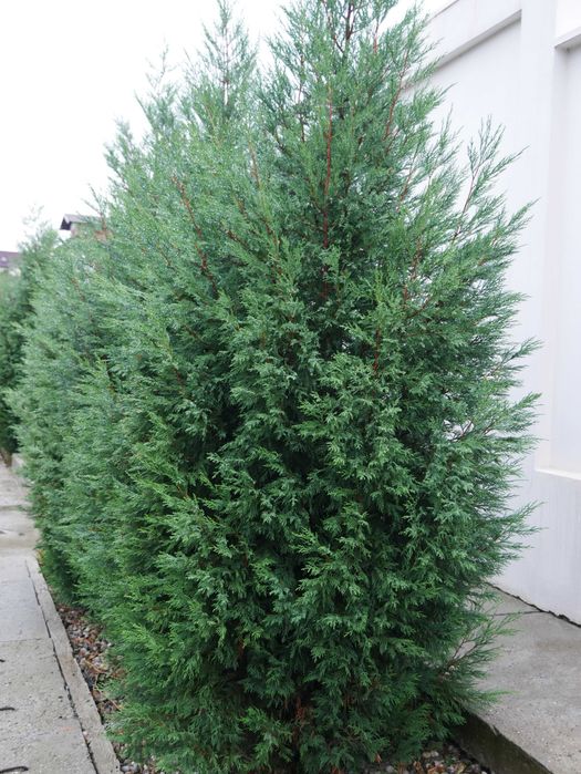 Tuia - Cel mai frumos gard viu Leylandii 2001 (leilandi) Chiparos