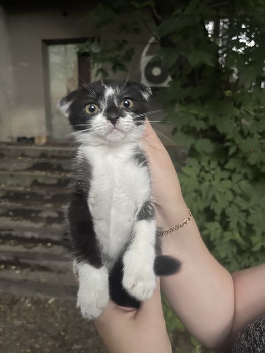 Отдам кошечку в хорошие руки!