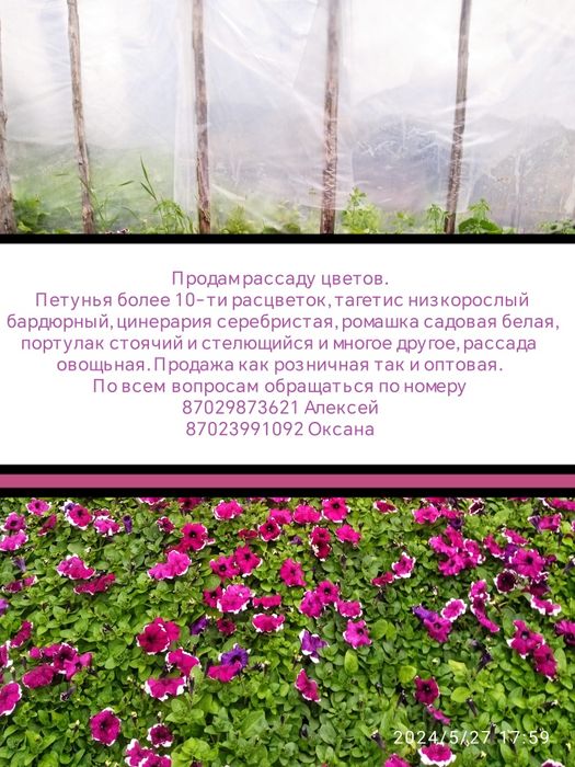 Продам рассаду цветов и овощей цена указана с место