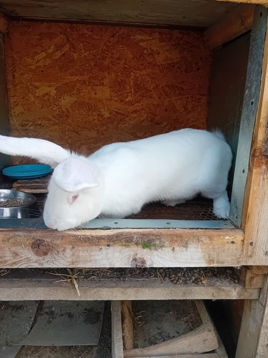 Vând iepurița rasa combunată de german cu belgian