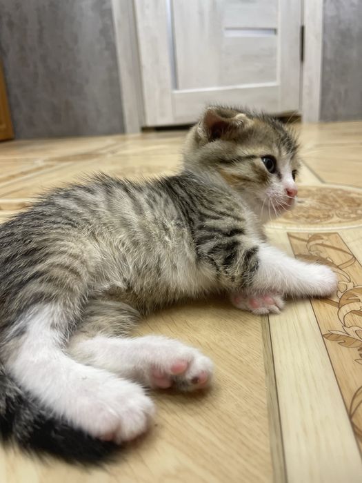 В продаже снова котята