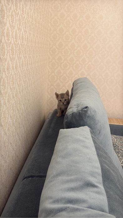 Котенок ищет дом