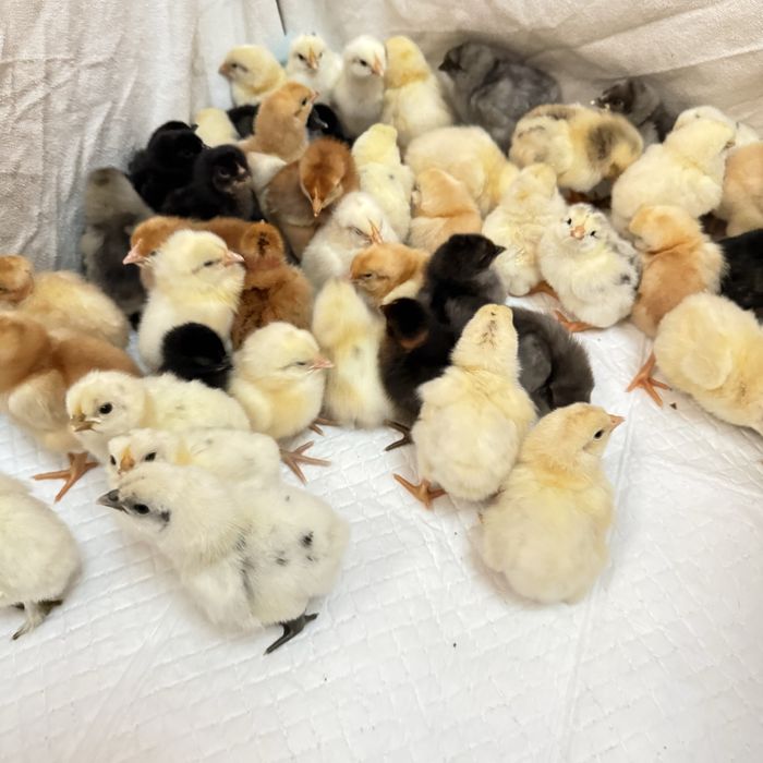 Цыплята , домашних разных пород.