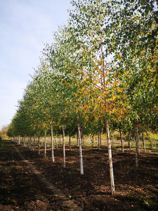 Растении для ландшафта