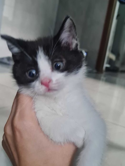 Котята вислоухие