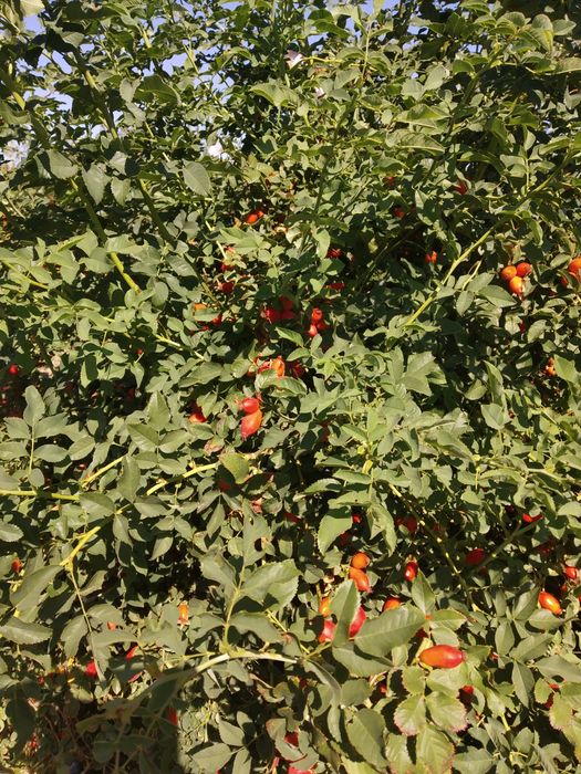 Продаётся дача 17,5 соток