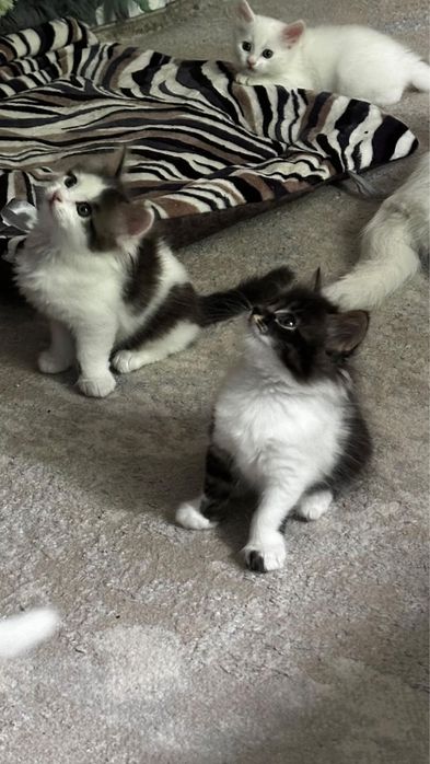Котята турецкой ангоры