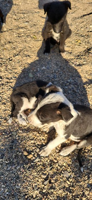 Отдам щенят в добрые руки