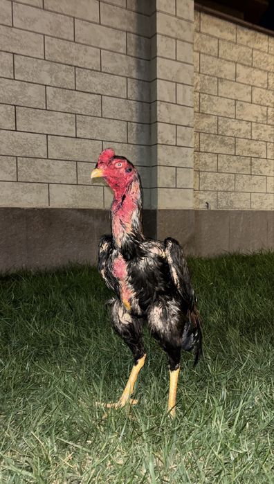 Дакан петушок майский