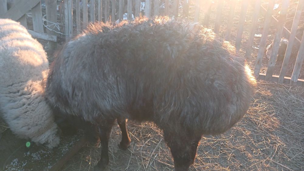 Продам барана кошкара