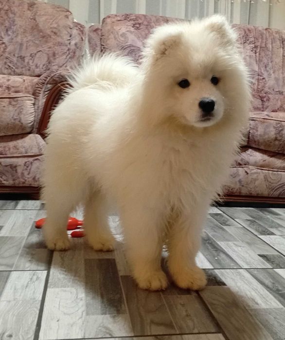Cățelușa Samoyed 3luni pedigree A