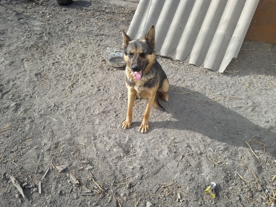 Продаются европеицткие овчарки