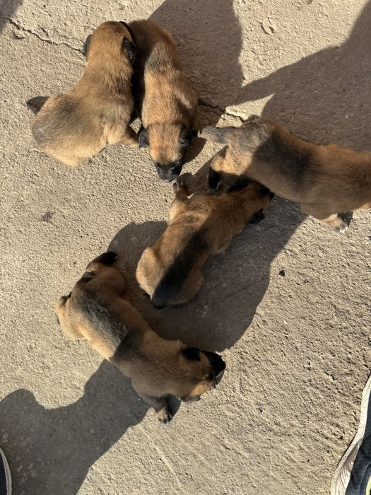 Белгийски овчарки малиноа малки