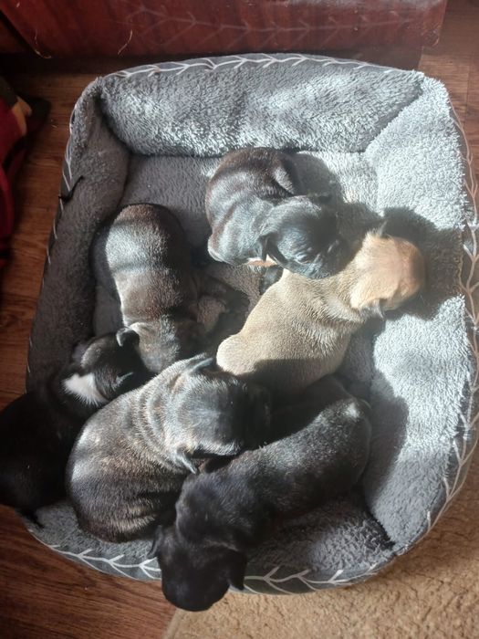 Щенки французкого бульдога