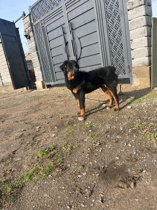 Собака чистый ротвейлер