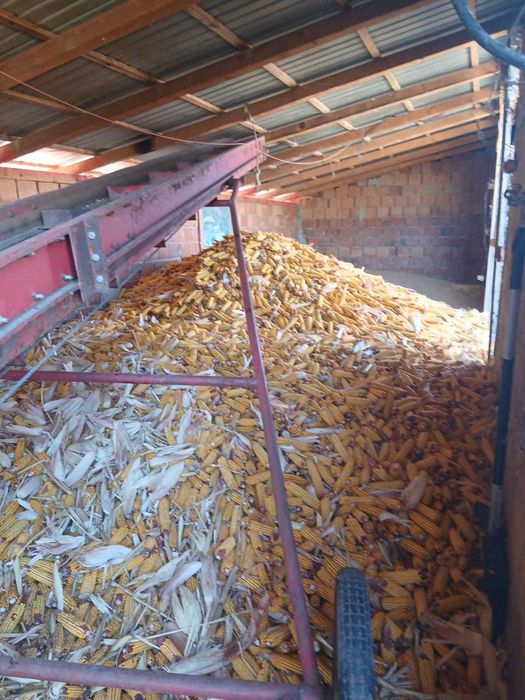 Banda transport porumb elevator lift