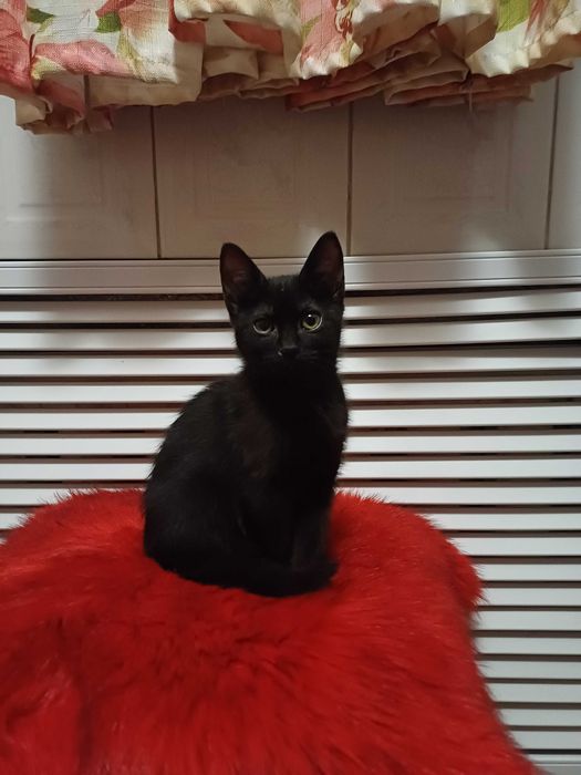 Отдам котенка в добрые руки