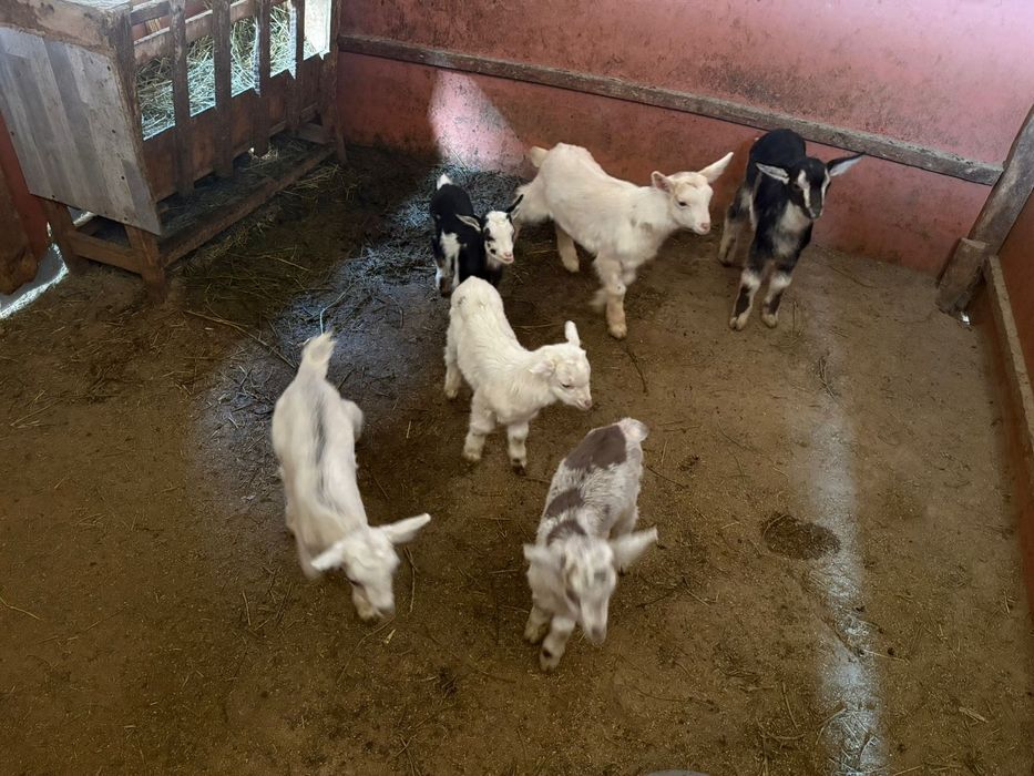 Еркек лақтар заенски