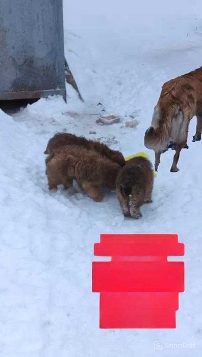 Ищем любящих хозяев.