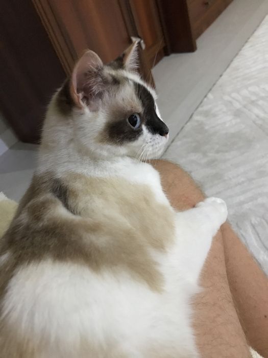 Отдам кошку в хорошие руки!