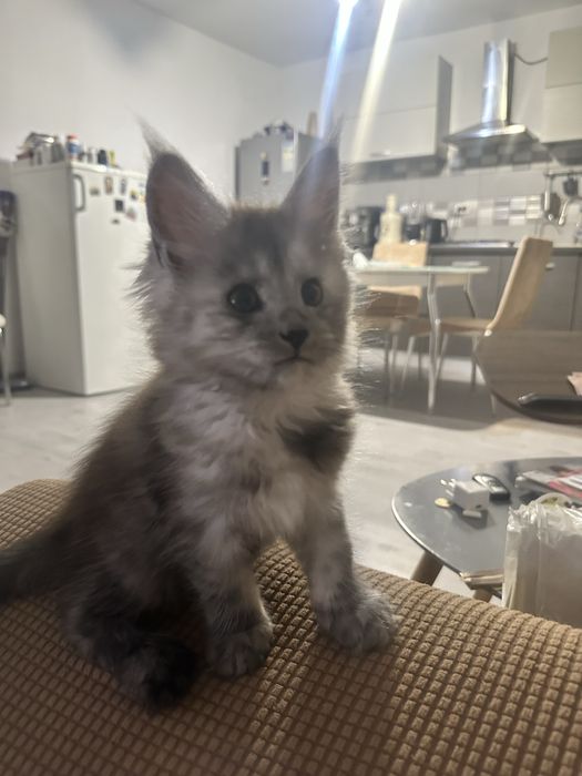 Pui maine coon cu pedigree 3 luni