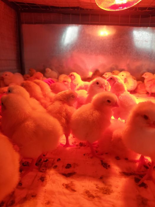 Продам петушков Ломан браун