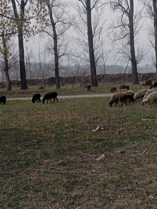 Козылы койлар сатылады