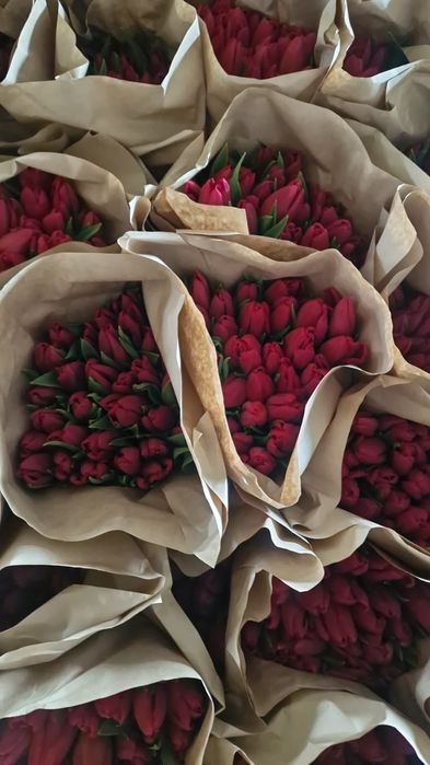 Тюлпан оптом Астана