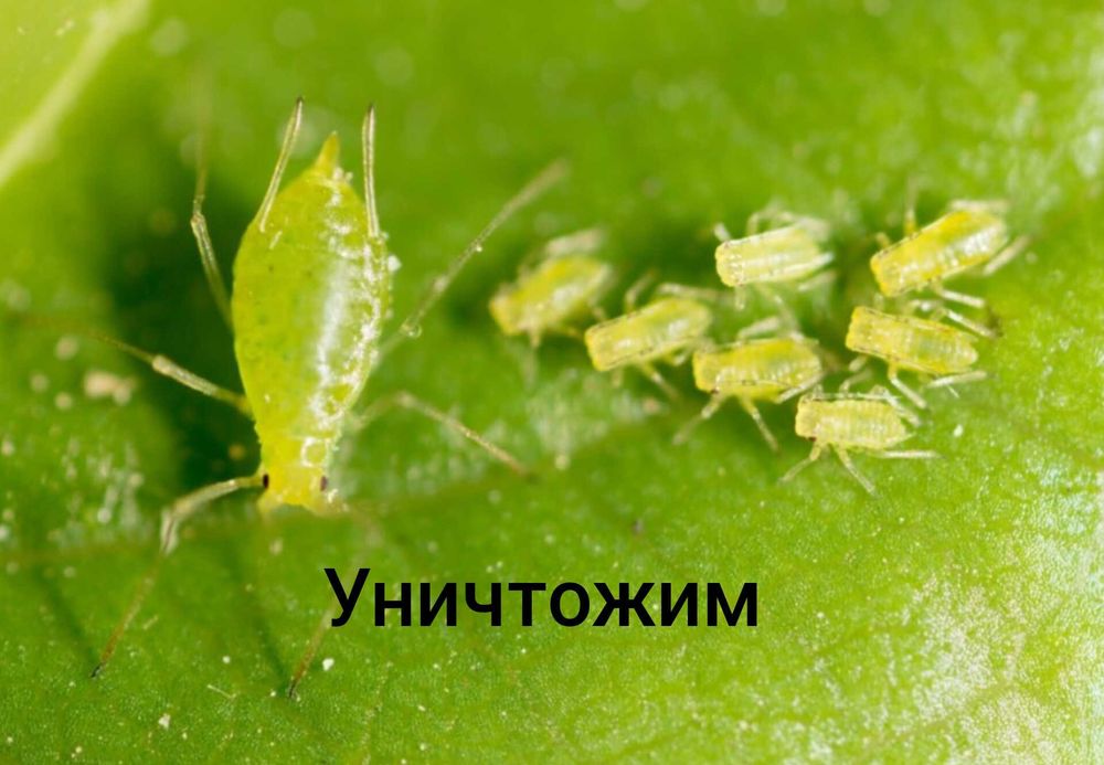 Обработка сада и огорода