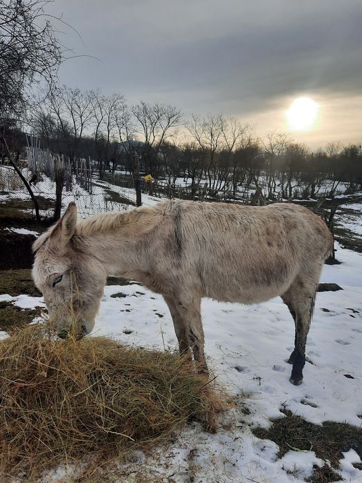oferta magarite cu pui și gestante