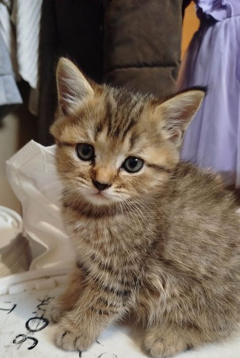 Шотландские котята