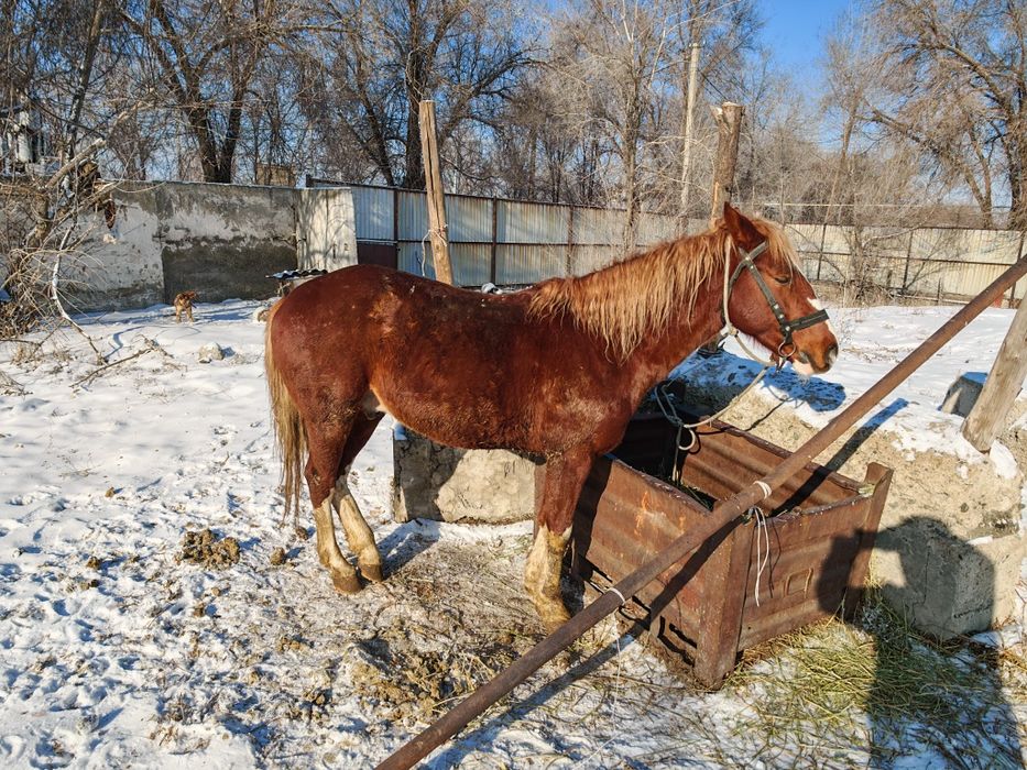 Лошадь жеребец 5 лет