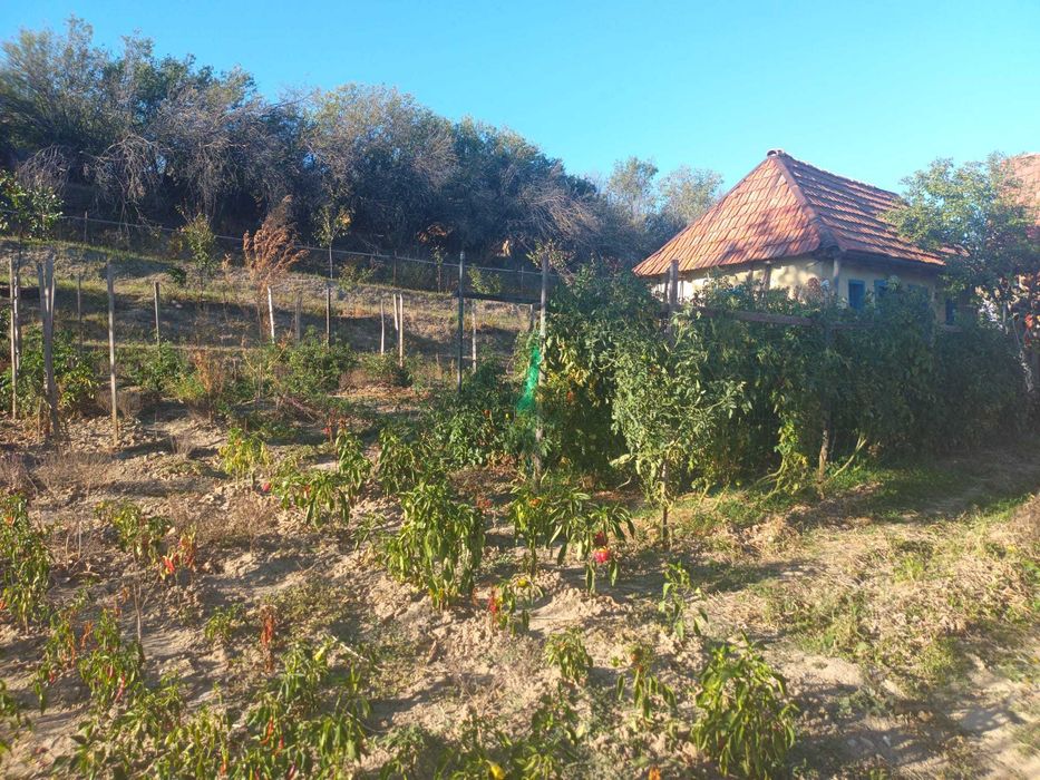 Casa Henig partial imbunatatiri