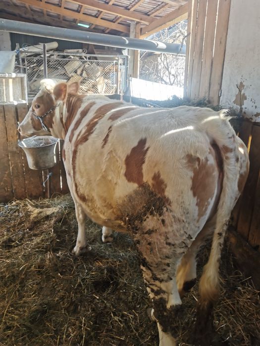 Juninca BR de talie mare gestanta în luna a 4 cu limuzin!