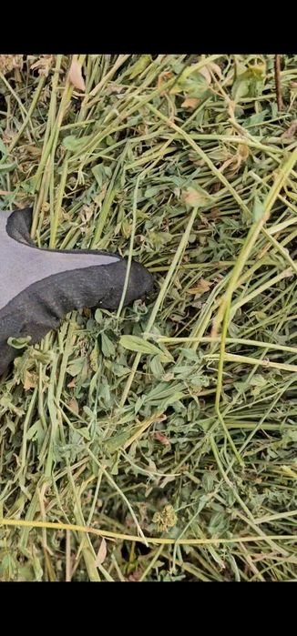 Baloti lucernă 120x120