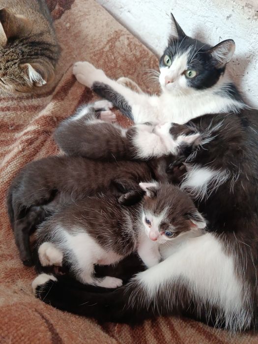 Отдам котят в хорошие руки
