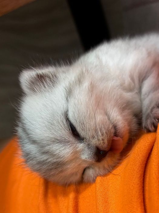 Продам вислоухого шатландца