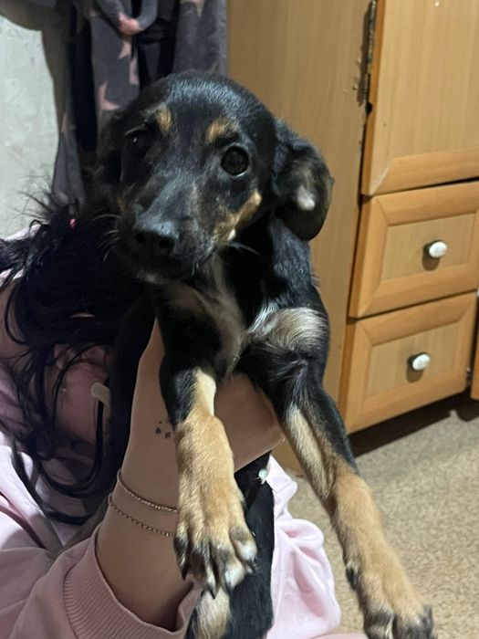 отдаю щенят в добрые руки