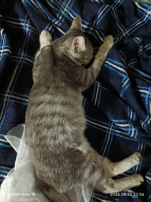 Отдам котика подросток шотландец