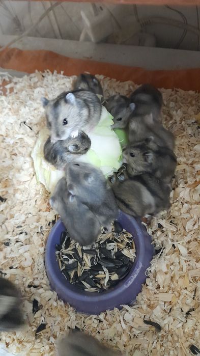 Хомячки джунгарские