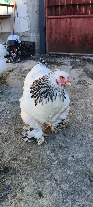 Ouă incubat Brahma HD și Albastru