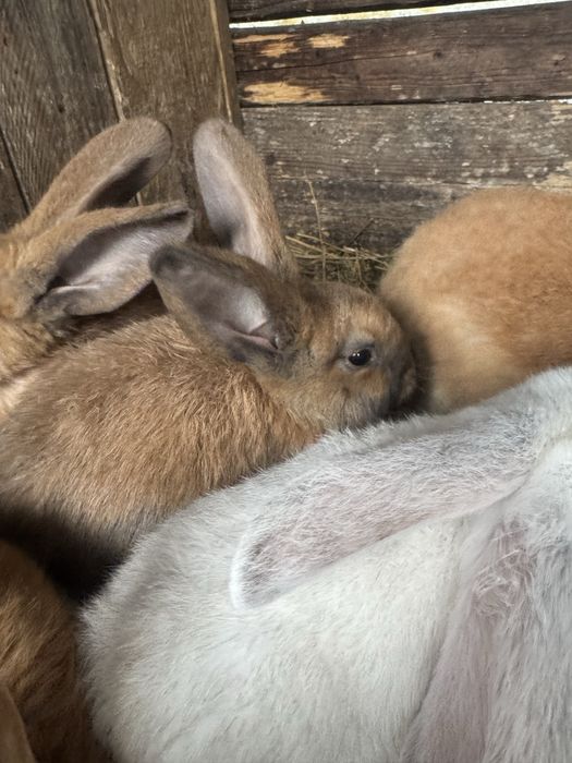 Vand iepurasi urias german